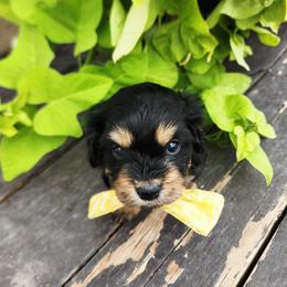 Boy 3 - Tri-color male Cavapoo puppy in Junction, Utah from City Creek Cavapoos