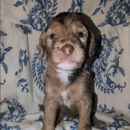 Ron - Merle male Sheepadoodle puppy in Austin, Texas from Darling Doodles