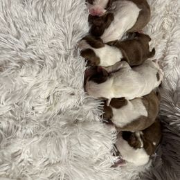 Boston Terrier Puppies from Graceful Paws
