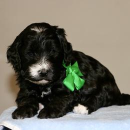Green - Black male Australian Labradoodle puppy in Milton, North Carolina from Good Day Doodles