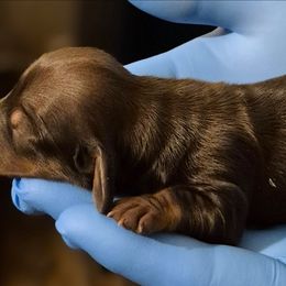 Annie AKC Shaded Red - Red female Dachshund puppy in Los Angeles, California from Sterling Dachshunds