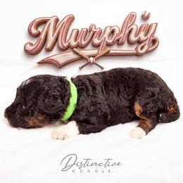 Girl 3 - female Aussiedoodle puppy in Kennesaw, Georgia from Distinctive Doodle