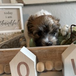 Summer - Tri-color female Coton de Tulear puppy in Freeport, Texas from H❤️PE COTONS