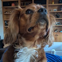 Cavalier King Charles Spaniel All Grown Up from Cavalier Court Pups