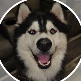 Freyr - Siberian Husky