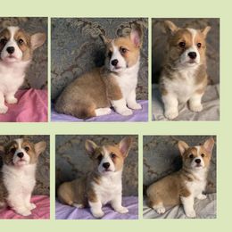 American Corgis, German Shepherds, and Pembroke Welsh Corgis from Four Leaf Farm- Vom Vierblättriges Bauernhof
