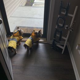 Yorkshire Terrier Puppies from Missy Lu Lap Puppies