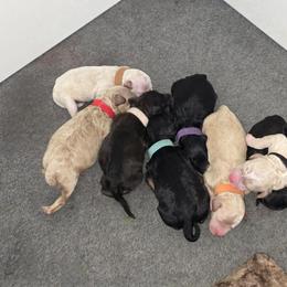 Poodle Puppies from Sarah's Poodles