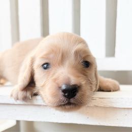 Winston 4300 - Cream male Dachshund puppy in Sylvania, Alabama from Yancey’s Doxies