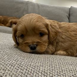 XMAS DELIVERY 4 GRACIE - Red female Cavapoo puppy in Draper, Utah from Cavachon Love Chocolate Cavaliers, Cavaliers, Cavachon’s, Cavapoos