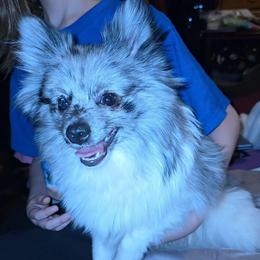 Hunnibunnies Gomez - Blue merle male Pomeranian puppy in Cleveland, Ohio from Hunnibunnies