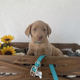 Teal collar - Champagne female Dilute Retriever puppy in Teton County, Montana from East Front Labradors & Treasure State Schnauzers