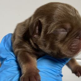 French Bulldogs from Boone county frenchies