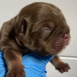 French Bulldogs from Boone county frenchies