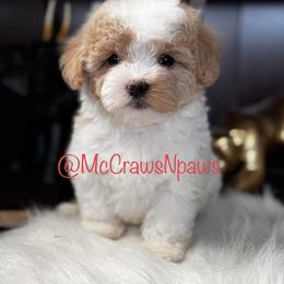 Cavapoo, Maltipoo, and Poodle Puppies from McCraws N Paws