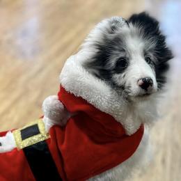 Shetland Sheepdogs from Slider