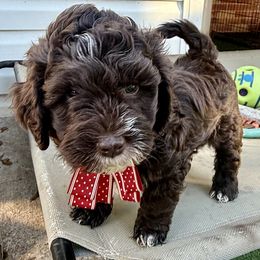 Coco - Chocolate female Goldendoodle puppy in Tyler, Texas from Sassy’s Hollywood Poodles & Doodles