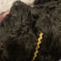 Poodle Puppies from Sarsel Poodles