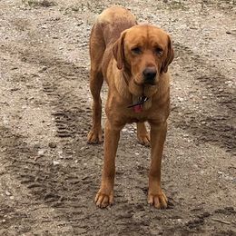 Roy - Labrador Retriever
