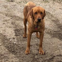 Roy - Labrador Retriever