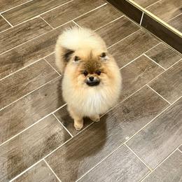 Archie - Orange sable male Pomeranian puppy in Hot Springs, Arkansas from Pomeranian Empire