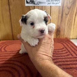 Girl 2 - Parti female Yorkshire Terrier puppy in Bear Creek, North Carolina from Yorkie Time