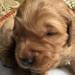 Sam - Golden Retriever puppy from Green Mountain Golden Retrievers
