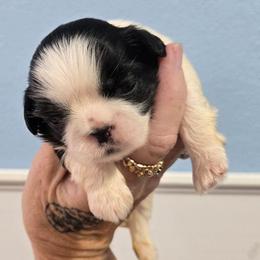Buck - Black and white male Shih Tzu puppy in Carthage, Missouri from Cooley's Cuddle Pups