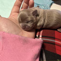 Shih Tzu Puppies from P&B Tzu Tribe