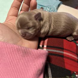 Shih Tzu Puppies from P&B Tzu Tribe
