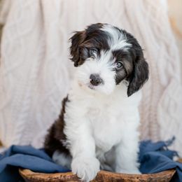 Bernedoodle, Cavalier King Charles Spaniel, Cavapoo, and Poodle Puppies from Dinky Doo Doodles