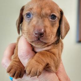 Chocolate Red F1 - Chocolate female Dachshund puppy in Mountain Grove, Missouri from Blueprint K9 Dachshunds- www.BlueprintK9.com