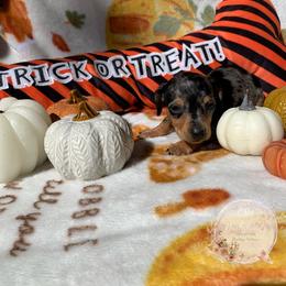 Dachshund Puppies from CSW Dachshunds