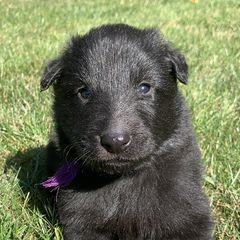 Girl 1 - Belgian Sheepdog puppy in Doylestown, Ohio from Diamante Nero