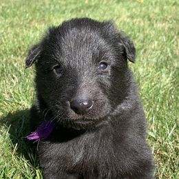 Girl 1 - Belgian Sheepdog puppy in Doylestown, Ohio from Diamante Nero