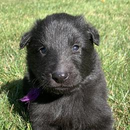 Girl 1 - Belgian Sheepdog puppy in Doylestown, Ohio from Diamante Nero