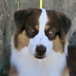 Click - Miniature American Shepherd