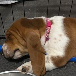Girl 2 - Mahogany and white female Basset Hound puppy in Pflugerville, Texas from Mountain Mama Bassets