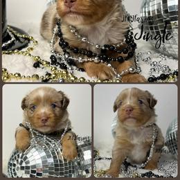 (2) Jingle, RMM - Red merle male Miniature American Shepherd puppy in Huntington, Texas from JKKJ Farms