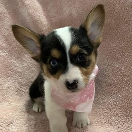 Pembroke Welsh Corgis from Ruchs Corgis