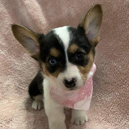 Pembroke Welsh Corgis from Ruchs Corgis