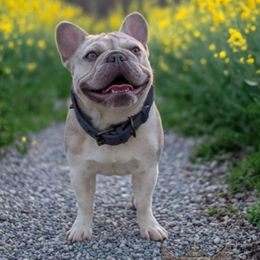 Tink - French Bulldog