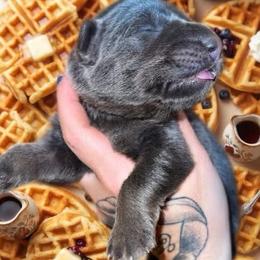 Waffle - Blue female German Shepherd puppy in Fort Jennings, Ohio from Von Holtzapple German shepherds