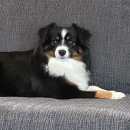 Toy Australian Shepherds and Yorkshire Terriers from DK’s Littles & Co