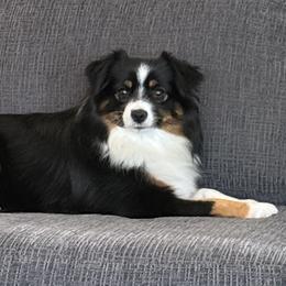 Toy Australian Shepherds and Yorkshire Terriers from DK’s Littles & Co