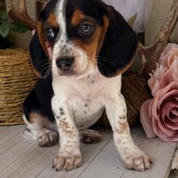 Abigail - Black white and tan female Beagle puppy in West Plains, Missouri from Suncreek Puppies