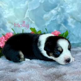 Holly - Black tri female Miniature Australian Shepherd puppy in Chino Valley, Arizona from BlueZion Aussies