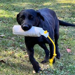 Bluetick Coonhounds and Labrador Retrievers from Five Oaks Retreat