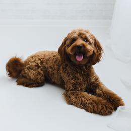 Goldendoodle puppies from New Doods On The Block
