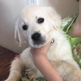 Golden Retrievers from White River Retrievers